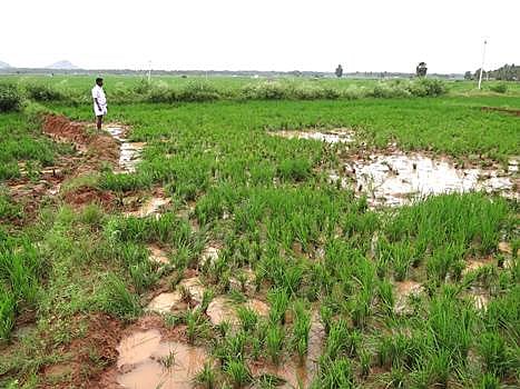 பழனியருகே தனியார் நெல்வயலில் காட்டு யானைகள் அட்டகாசம்